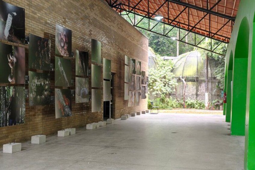 Tour at the MUSA – Amazon Museum in Manaus Amazon Experience 4
