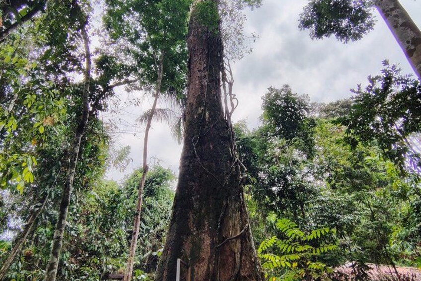 Tour at the MUSA – Amazon Museum in Manaus Amazon Experience 2