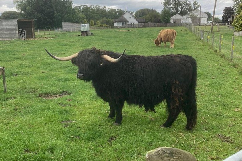 Un yak negro con grandes cuernos en un campo de hierba, con un granero y otro yak al fondo. 3