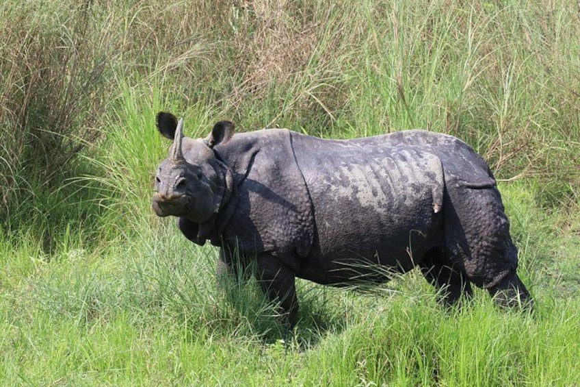 Een neushoorn in een grasveld. 2