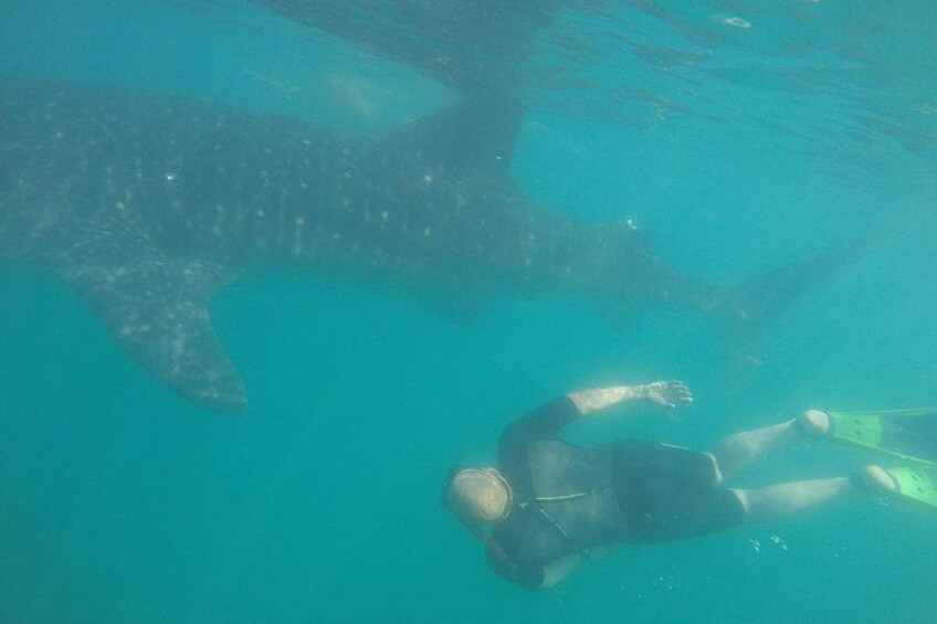 Snorkel Tour with Whale Shark in La Paz 5