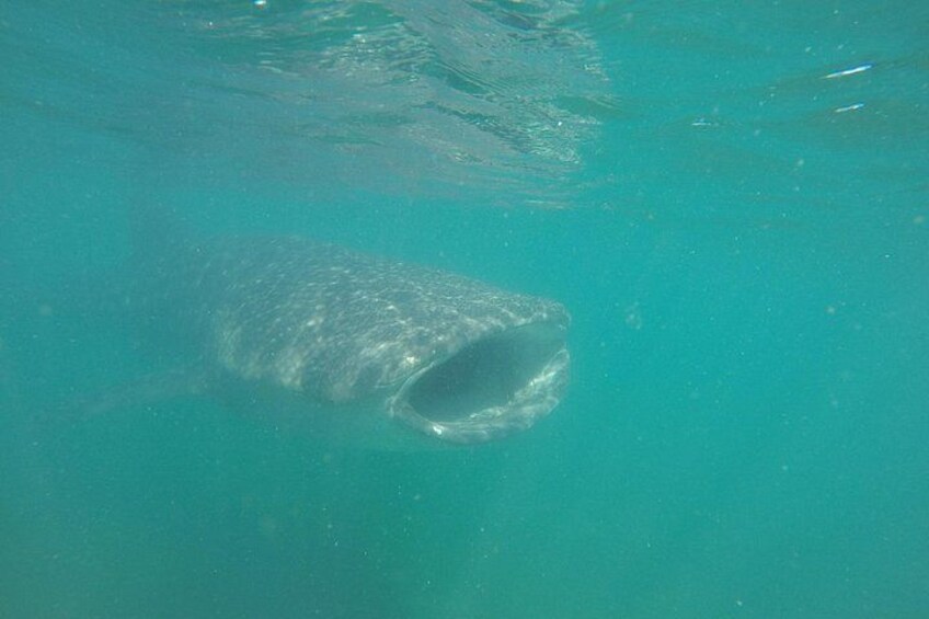 Snorkel Tour with Whale Shark in La Paz 1