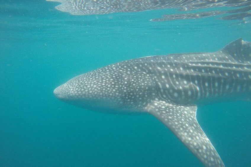 Snorkel Tour with Whale Shark in La Paz 4