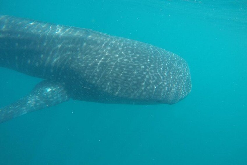 Snorkel Tour with Whale Shark in La Paz 2