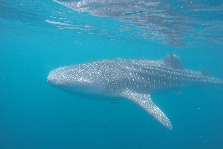 Snorkel Tour with Whale Shark in La Paz 3