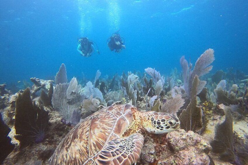 Key Largo 2-Tank Boat Dive for Certified Divers 5