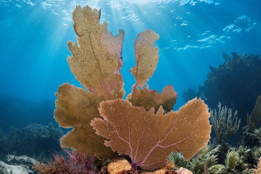 Un récif corallien abritant de grands coraux en forme d’éventail et diverses plantes marines de plus petite taille. 3