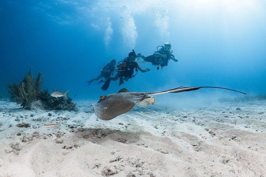 Key Largo 2-Tank Boat Dive for Certified Divers 1
