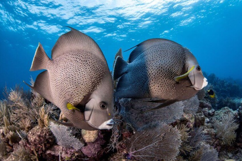 Key Largo 2-Tank Boat Dive for Certified Divers 2