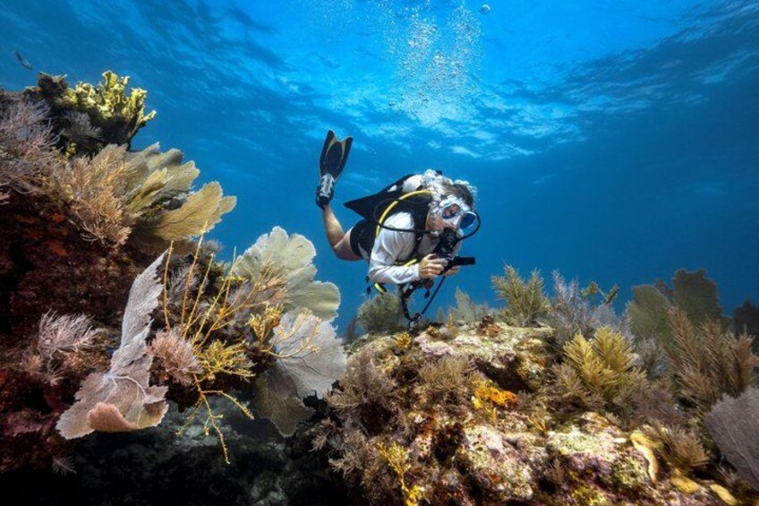 A diver exploring a vibrant coral reef with various marine plants and fish. 3