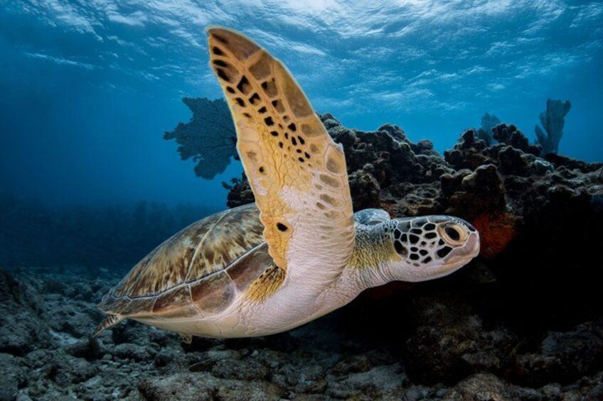 Key Largo 2-Tank Boat Dive for Certified Divers 4