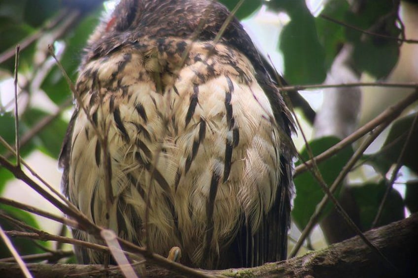 Monteverde Birdwatching Tour at Curicancha Reserve 2