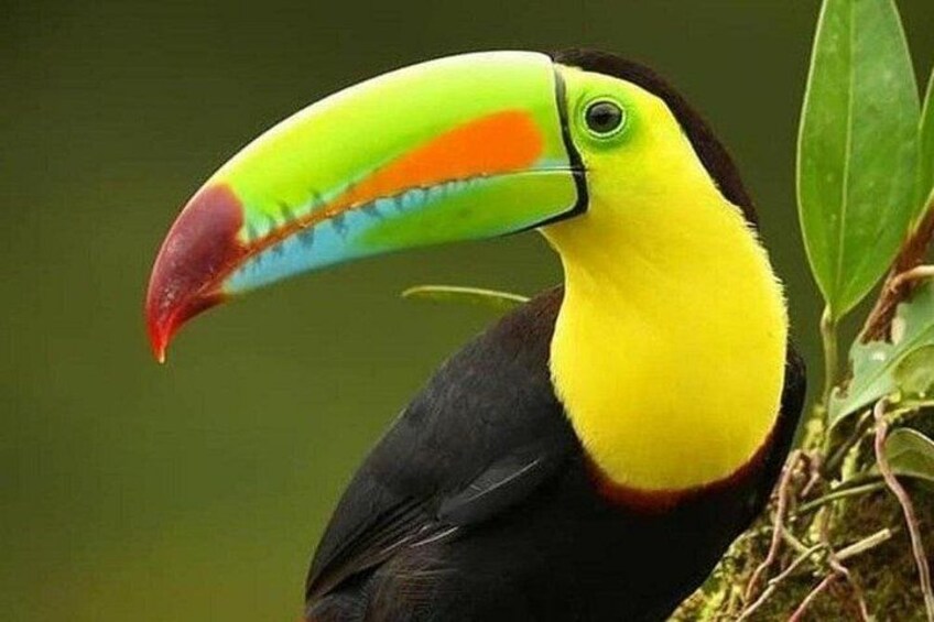 Keelbilled toucan
Curicancha wildlife tour 1