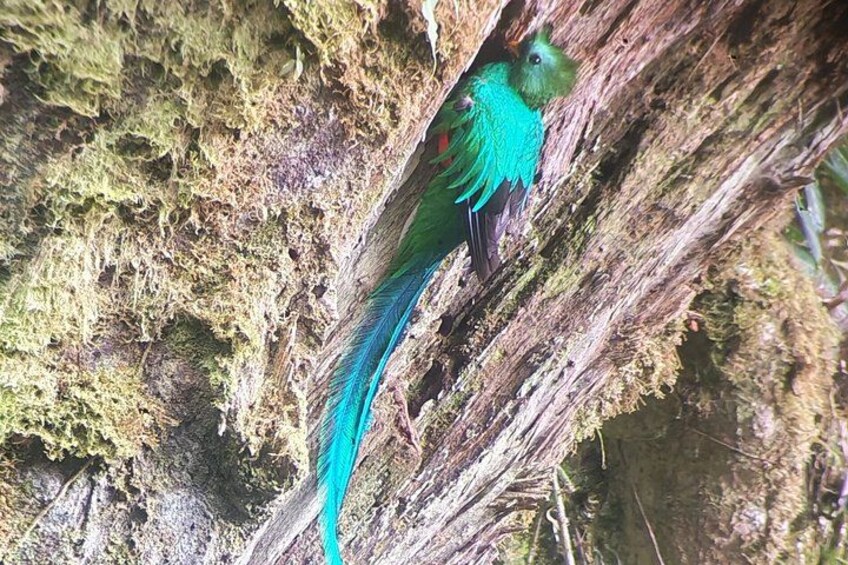Monteverde Birdwatching Tour at Curicancha Reserve 3