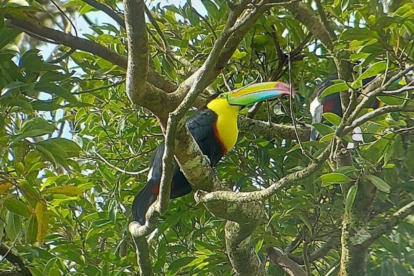 Kell billed toucan 4
