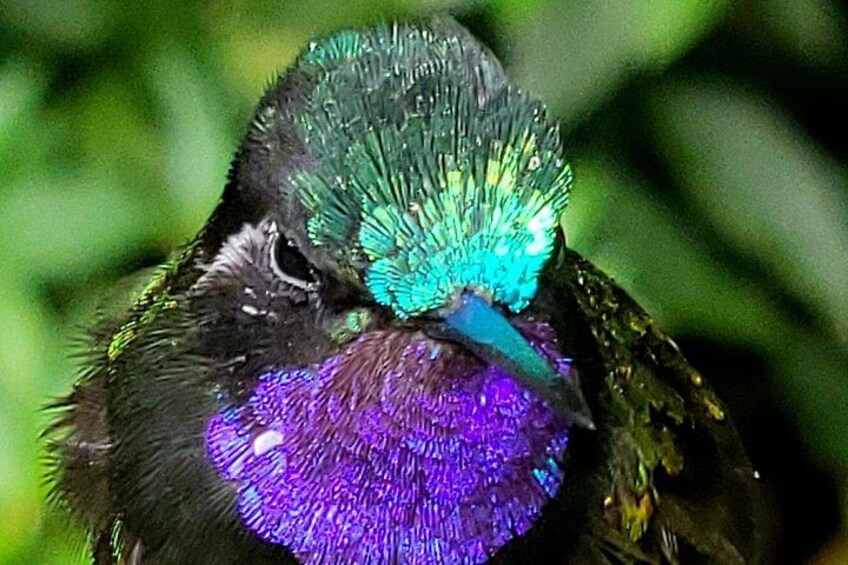 Hummingbird
Curicancha wildlife tour 5