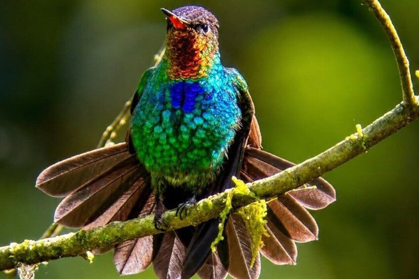 A colorful hummingbird perched on a branch. 3