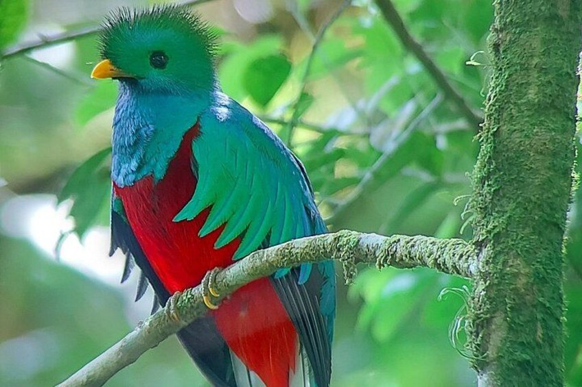 Resplendent Quetzal 1