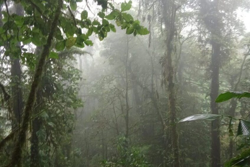 A dense forest with mist and tall trees. 2