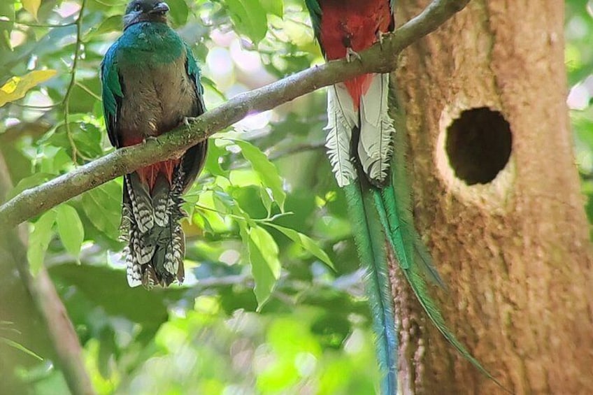 Monteverde Cloud Forest / Wildlife Tour / Local Naturalist 5