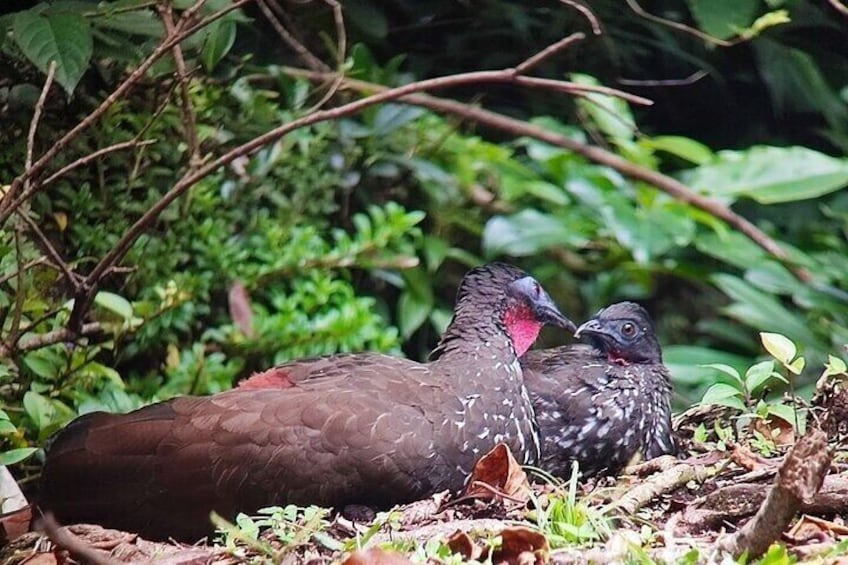 Monteverde Cloud Forest / Wildlife Tour / Local Naturalist 4