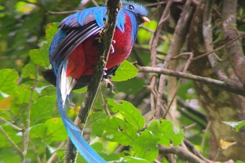 A bird with blue and red plumage perched on a branch. 4