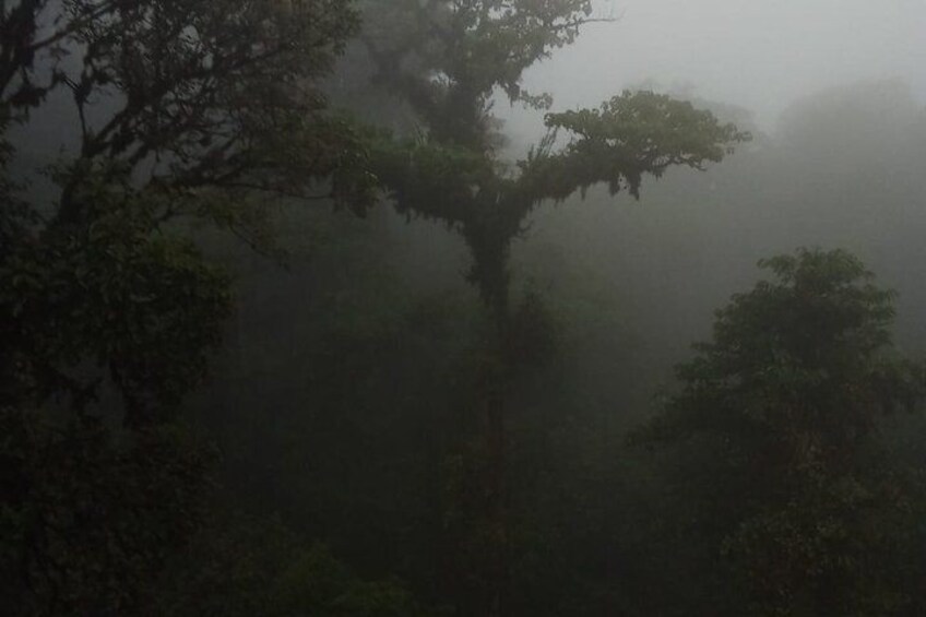 A dense forest with a prominent tree in the center, surrounded by fog. 5
