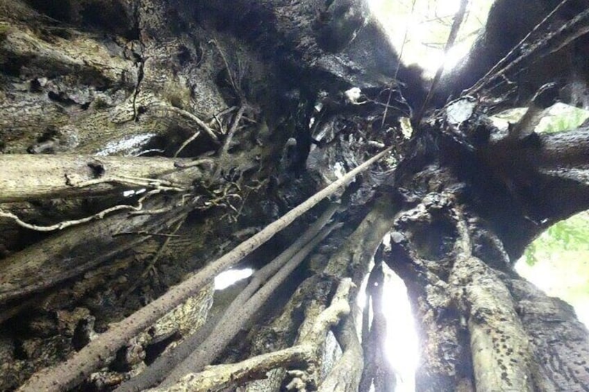 Monteverde Cloud Forest / Wildlife Tour / Local Naturalist 3