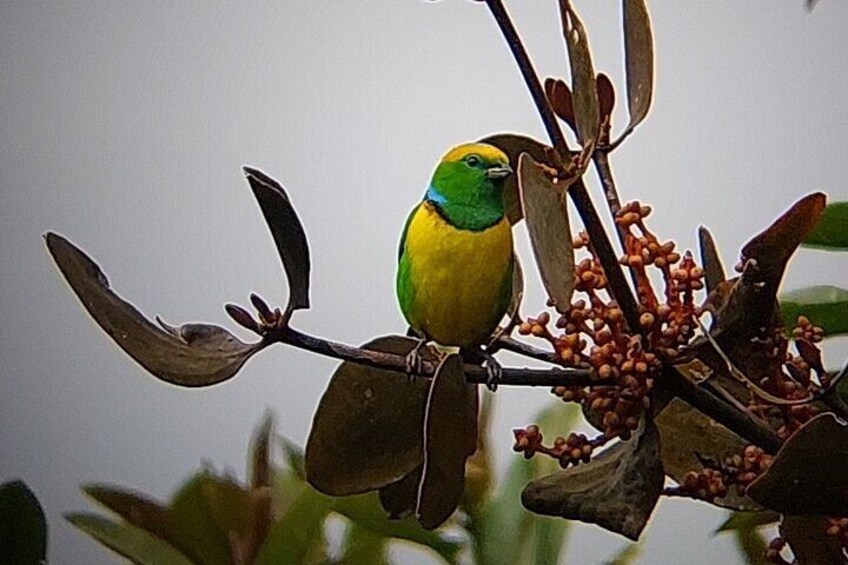 Un oiseau était perché sur une branche ornée de fleurs aux teintes rouge-brun. 3