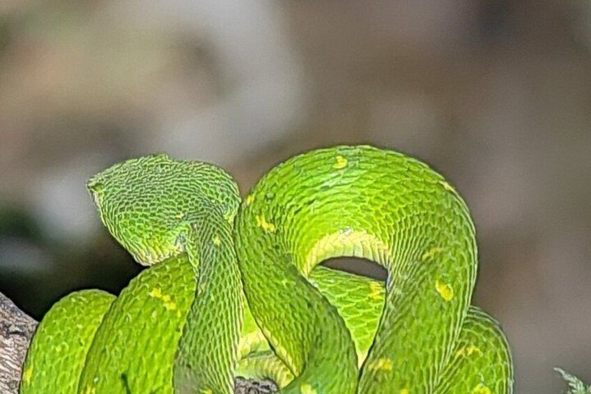 Monteverde Cloud Forest / Wildlife Tour / Local Naturalist 4