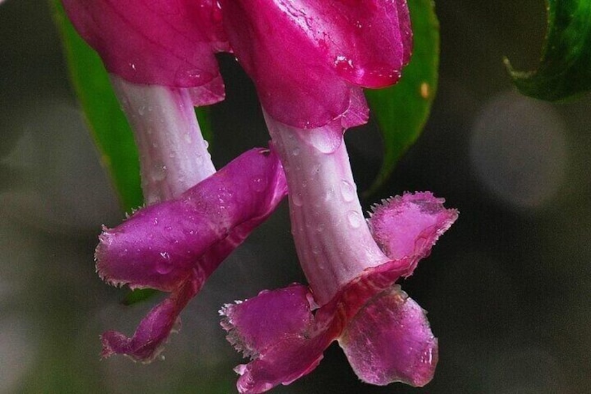 Monteverde Cloud Forest / Wildlife Tour / Local Naturalist 5