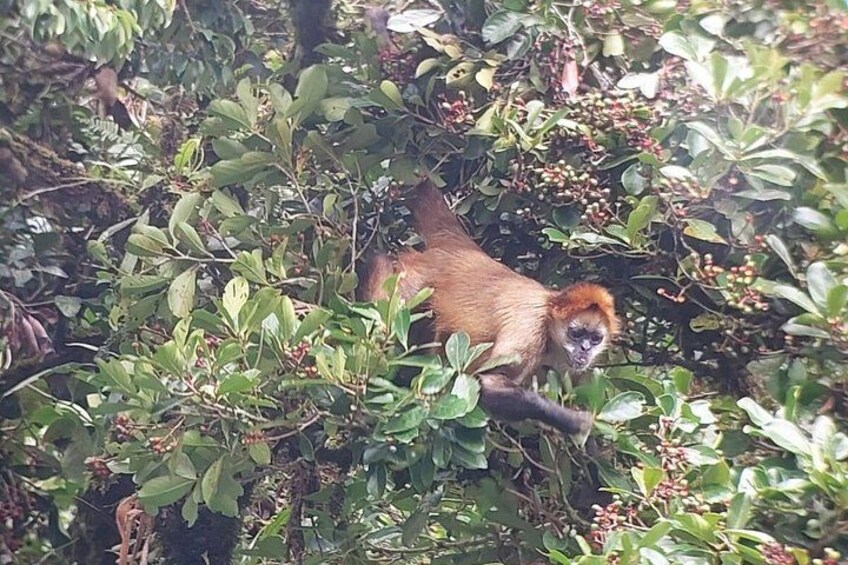 Spider Monkey
Monteverde Cloud Forest tour 5