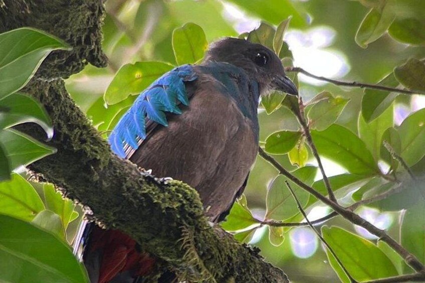 famle of resplendet Quetzal
Monteverde Cloud Forest tour 4