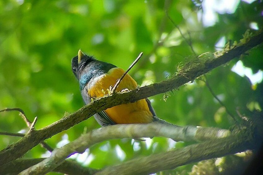 orenge bellie Trogon
Monteverde Cloud Forest tour 2