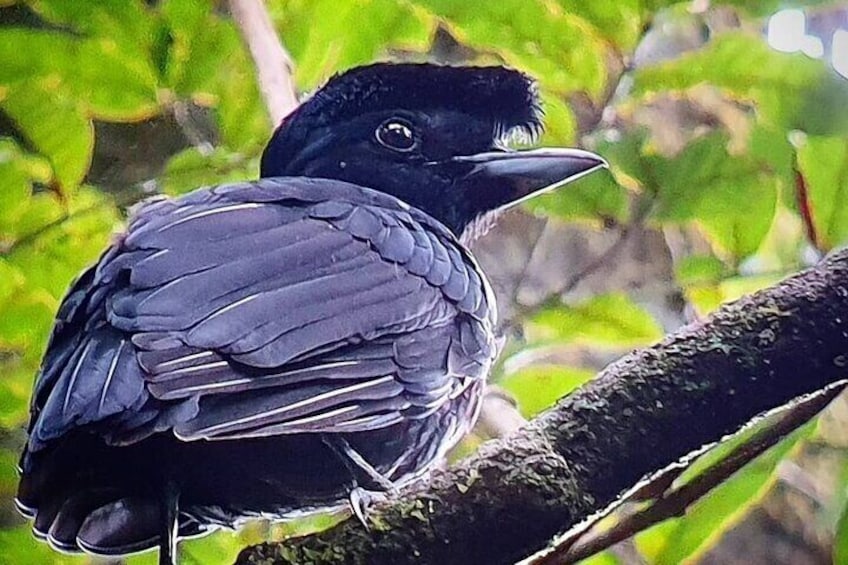 Monteverde Cloud Forest / Wildlife Tour / Local Naturalist 2