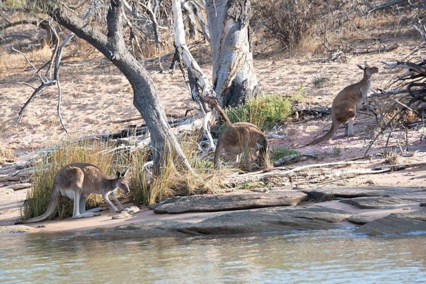 A group of kangaroos near a water body with dry grass and trees. 2