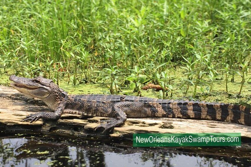 New Orleans Self-Guided Kayak Bayou Swamp Tour 2