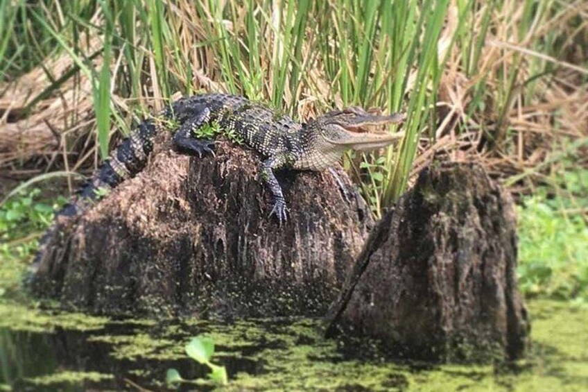 New Orleans Self-Guided Kayak Bayou Swamp Tour 3