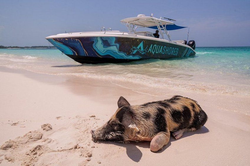 Un maiale sdraiato su una spiaggia sabbiosa, con una barca sullo sfondo. 1