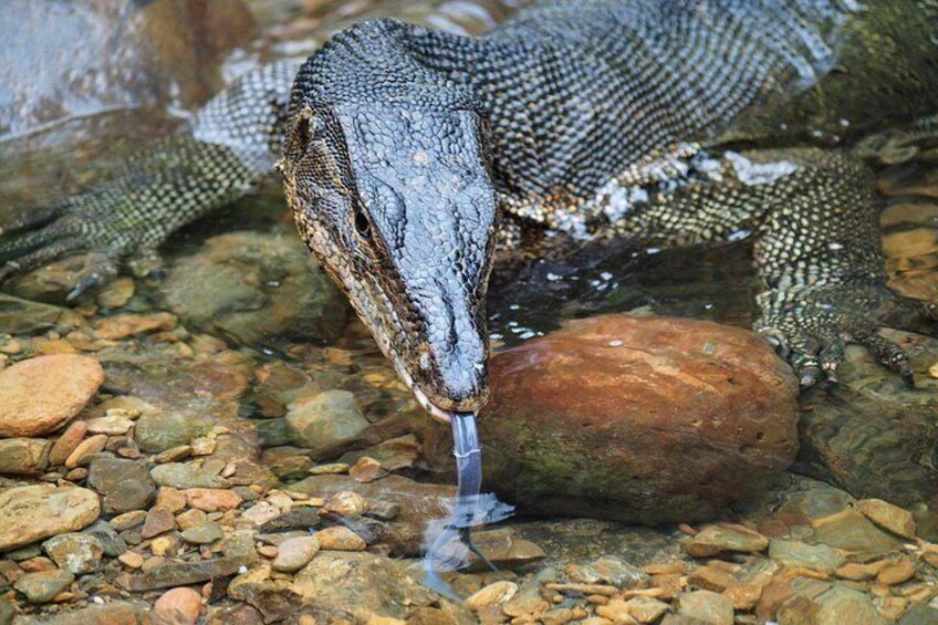 A large reptile, possibly a crocodile, drinking water from a stream. 5