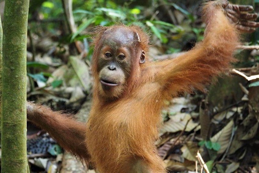 An orangutan in a forested area with trees and foliage. 3