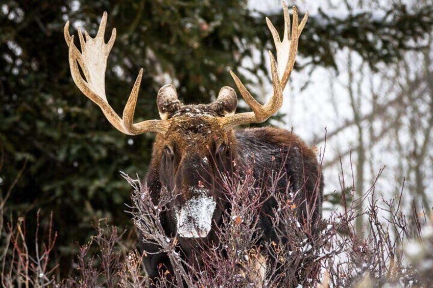 Private 8-Hour Grand Teton Adventure