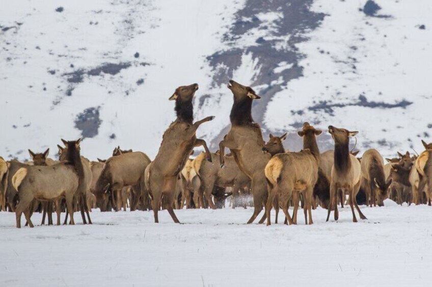 Private 8-Hour Grand Teton Adventure