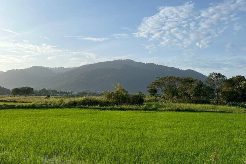 A green field with trees and a mountain in the background. 3