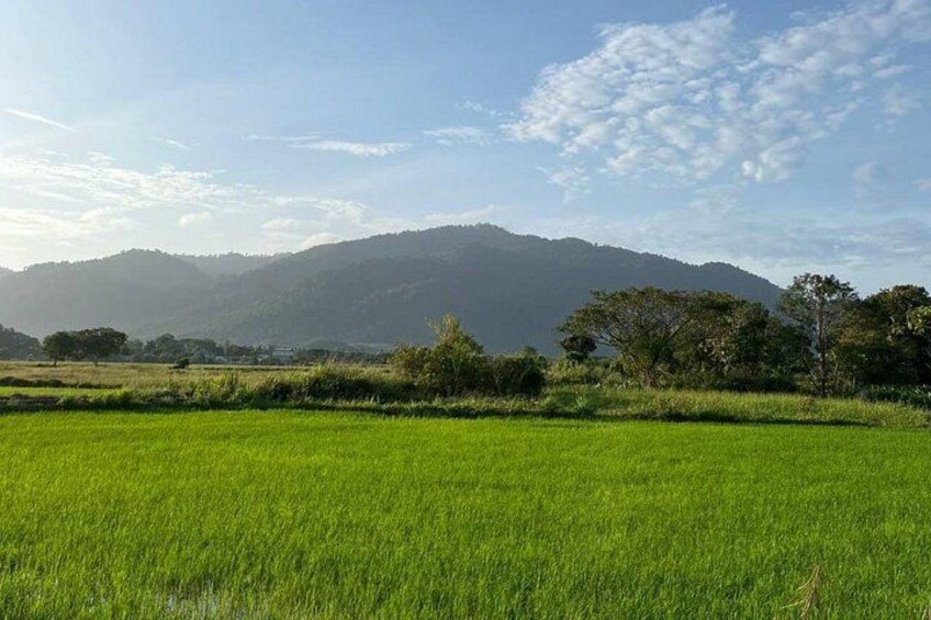 A green field with trees and a mountain in the background. 4