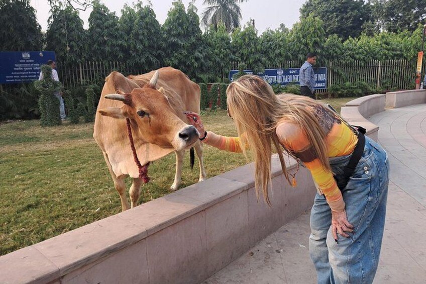 Una persona acariciando una vaca cerca de una barrera de hormigón. 3