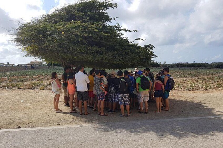 Full-Day Aruba Sightseeing island Tour with Baby Beach Swim 4