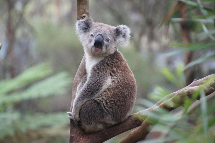 Private 2-Day Luxury Great Ocean Road Tour from Melbourne 3