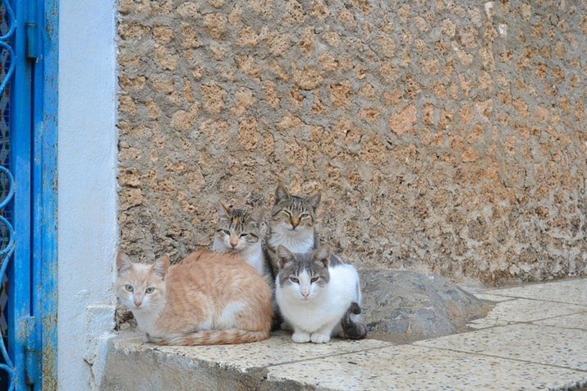 Vier katten zitten op een rand tegen een geribbelde muur. 4
