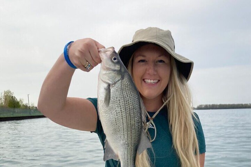 May white bass on the Detroit River; one of many caught!